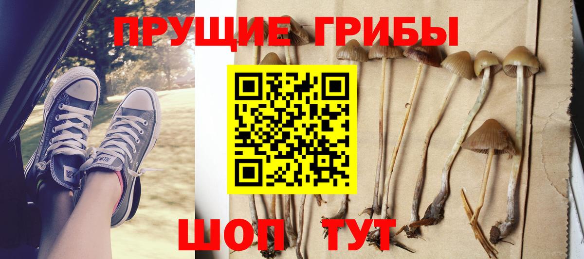 Псилоцибиновые грибы Psilocybe  Вход с VPN  Черкесск 